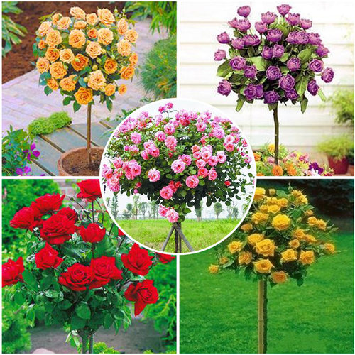 嫁接欧月棒棒糖树状月季花苗特大花浓香四季树形盆景别墅庭院植物 - 图0