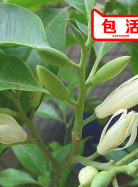 白兰花盆栽 嫁接黄角兰黄桷兰白玉兰黄玉兰花苗树苗庭院苗 包邮
