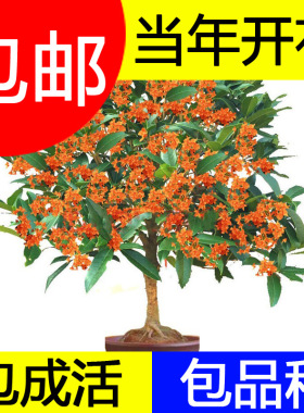 桂花树苗盆栽四季浓香型嫁接金桂庭院植物室外八月桂地栽花卉好养