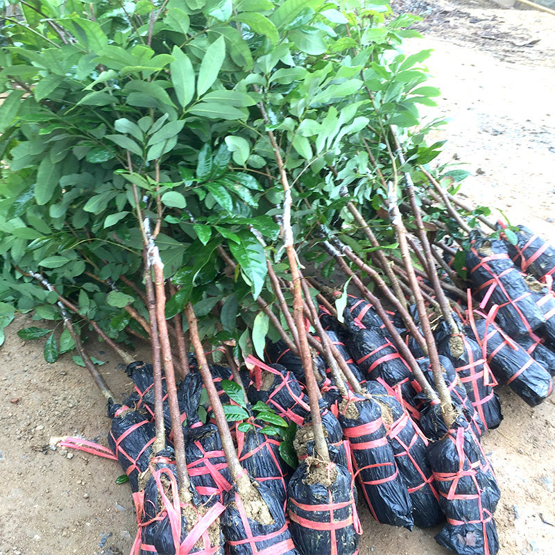 嫁接龙眼树苗石硖储良四季无核龙眼苗南北方种植带土发货当年结果