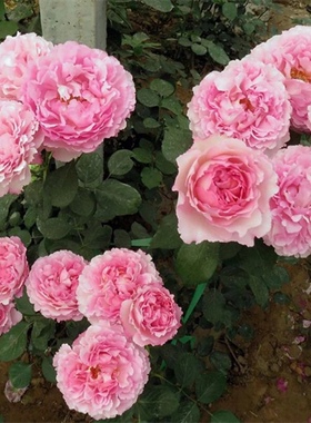 超大花浓香月季花苗伊芙芳香催眠庭院阳台四季开花植物盆栽玫瑰花