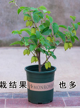 红心软枣猕猴桃苗大果南北方种盆栽地栽自花授粉软枣猕猴桃树果苗