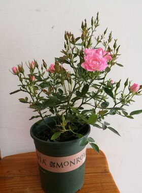 日本阳台微型月季苗繁星天荷四季开花迷你玫瑰花苗荷花型灌木多头