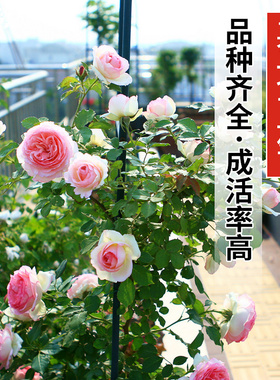 玫瑰月季蔷薇花苗爬藤绿植物室外庭院天狼特大花四季浓香花卉盆栽