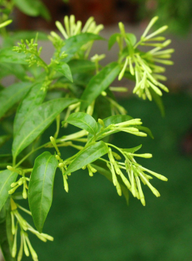 夜来香花苗  浓香室内外 阳台驱蚊草虫植物四季好养型