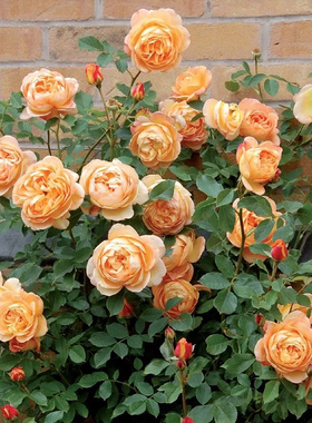 爬藤 夏洛特夫人 月季花苗藤本玫瑰花苗盆栽花卉庭院植物四季开花