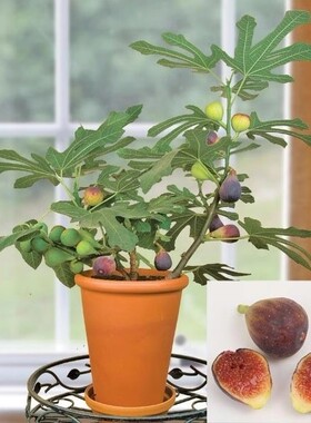 无花果树果苗四季特大室内盆栽无花果当年结果庭院南北方种植果树