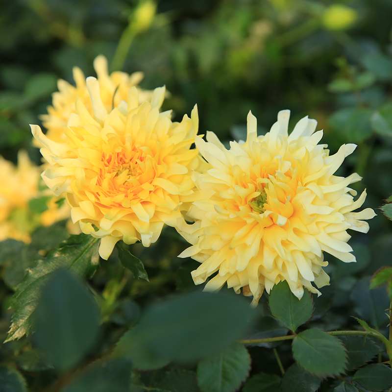 烟花波浪月季花苗烟火褶裙荷兰月季浓香多季勤花花瓣优美似菊花-图1