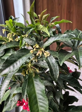 富贵籽盆栽黄金万两招财花卉