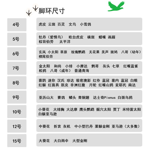 不锈钢鹦鹉脚链虎皮牡丹玄凤小太阳和尚八哥开口脚环用品用具拴鸟 - 图0