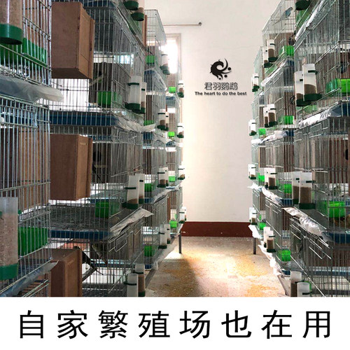 鹦鹉专用木屑虎皮玄凤牡丹小太阳鸟用繁殖箱垫料鸟窝刨花幼鸟用品 - 图1