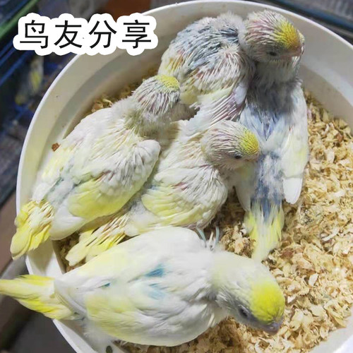 鹦鹉专用木屑虎皮玄凤牡丹小太阳鸟用繁殖箱垫料鸟窝刨花幼鸟用品 - 图3