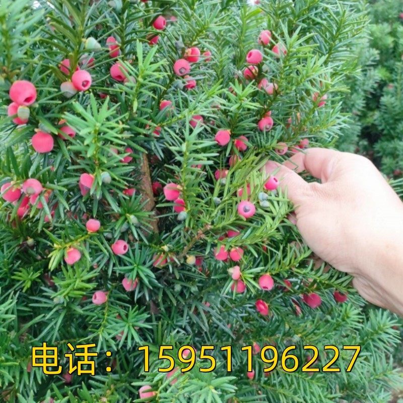 红豆杉盆栽带果发货曼地亚红豆杉大树苗室外庭院地栽耐寒盆景绿植,淘宝优惠券,粉丝福利购,淘宝优惠卷
