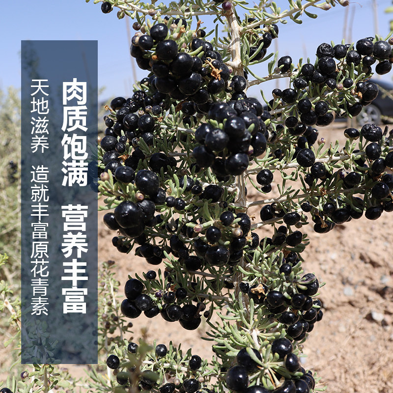 黑青海新品头茬特级免洗拘杞子枸杞 喜龄堂枸杞