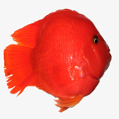 中大型热带观赏鱼血鹦鹉鱼活体元宝鹦鹉招财鱼发财鱼活鱼包活包邮 - 图3