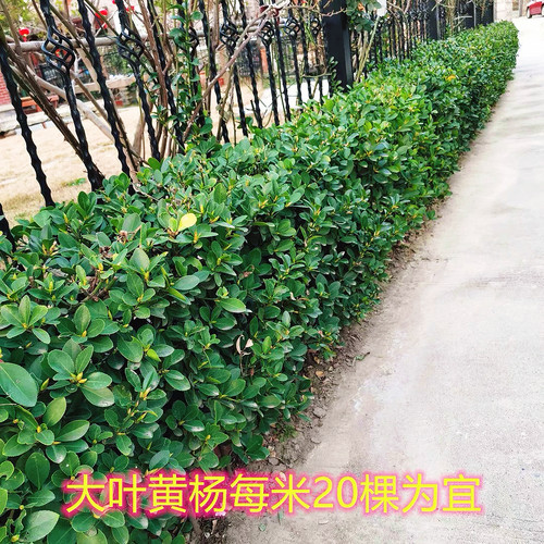 冬青树苗四季耐寒耐冻植物篱笆苗南北方围墙苗冬青苗庭院小区别墅 - 图3
