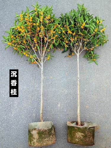 桂花苗嫁接桂花盆栽地栽庭院树苗四季桂金桂丹桂沉香桂浓香花卉 - 图2