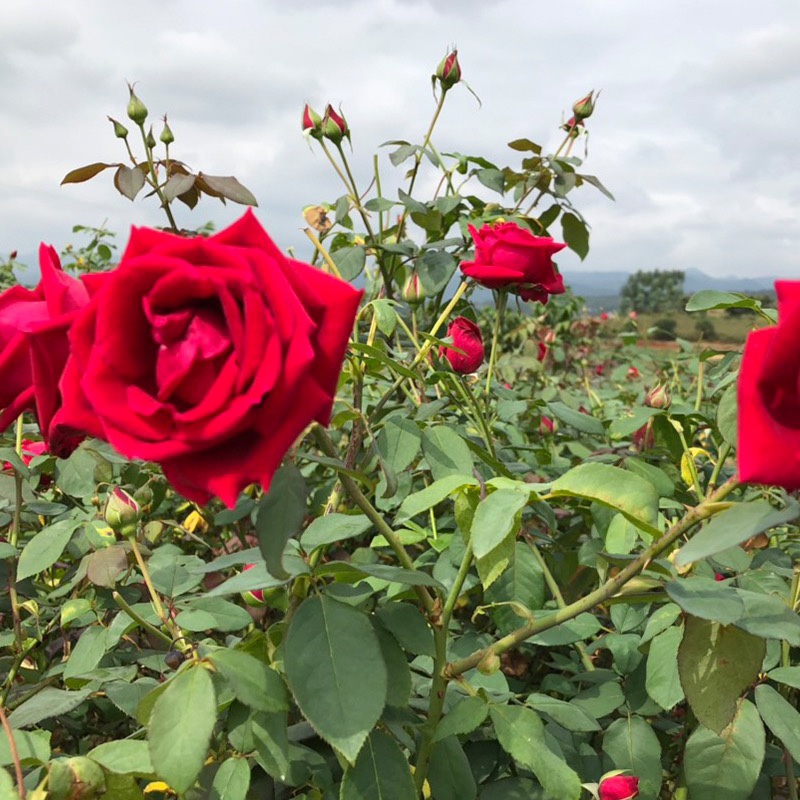 玫瑰国度的天使藤本月季花大苗四季阳台庭院耐荫爬藤浓香花卉植物-图3