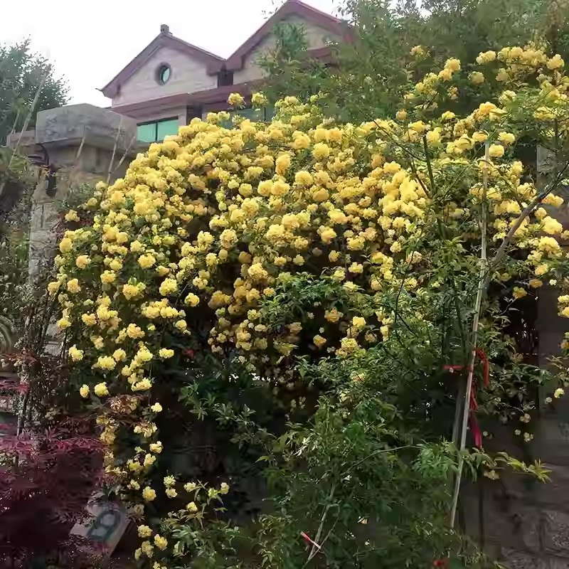 红木香黄木香白木香花树苗庭院耐寒爬藤攀援浓香花卉植物木香树苗