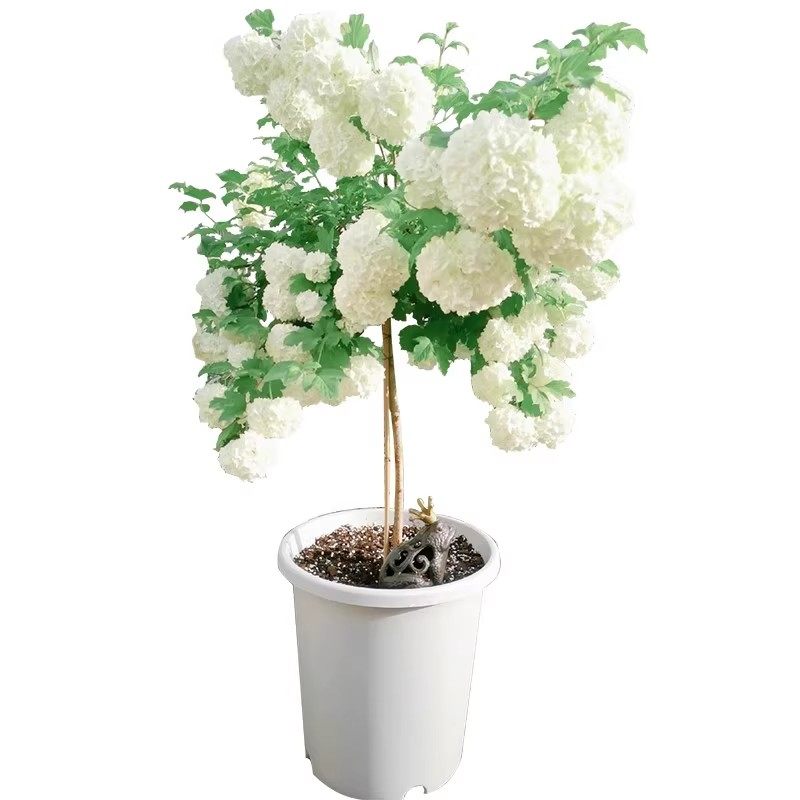 中华木绣球树苗大花斗球丛生木本绣球别墅庭院盆栽风景树耐寒大型,淘宝优惠券,粉丝福利购,淘宝优惠卷