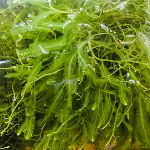 海藻高等藻绿葡萄藻钢丝羽毛火焰气泡去NO3 PO4净化水质海水海缸 - 图1