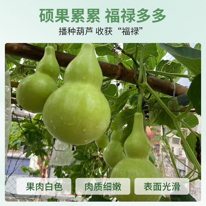 宝葫芦瓜种子食用菜葫芦可观赏可食用葫芦种籽酒葫芦厚肉早生易种,淘宝优惠券,粉丝福利购,淘宝优惠卷