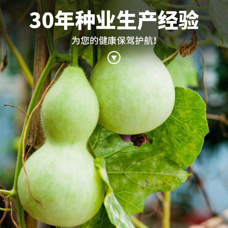 宝葫芦瓜种子食用菜葫芦可观赏可食用葫芦种籽酒葫芦厚肉早生易种,淘宝优惠券,粉丝福利购,淘宝优惠卷