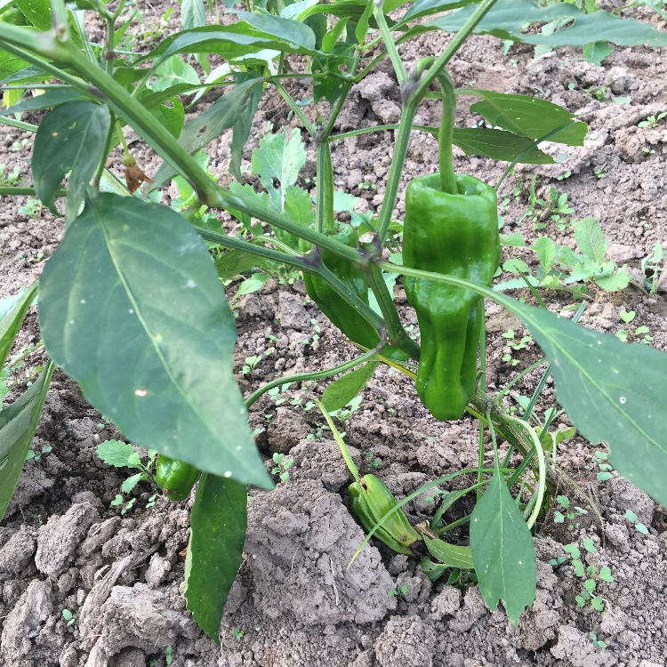 湖北农家自种虎皮青椒小辣椒小泡椒虎皮辣椒不辣本地土辣椒现发 - 图2