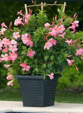 爬藤植物飘香藤盆栽四季花苗