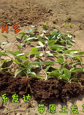 盆栽爬藤攀援花卉绿植球兰