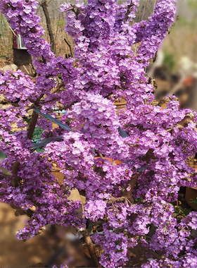 丁香花树苗小盆栽浓香四季紫丁香花苗花卉室内庭院北方种植物开花
