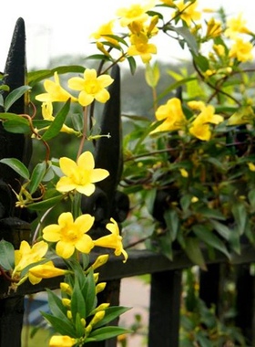 法国香水藤茉莉花好养