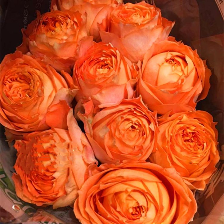 四季开花不断大花浓香型欧月浪漫橙色玫瑰月季花苗带花苞盆栽花卉