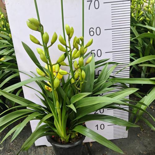 【阿鹏】黄金岁月3花剑起金色兰花大花蕙兰发易养护室内高端兰花 - 图2