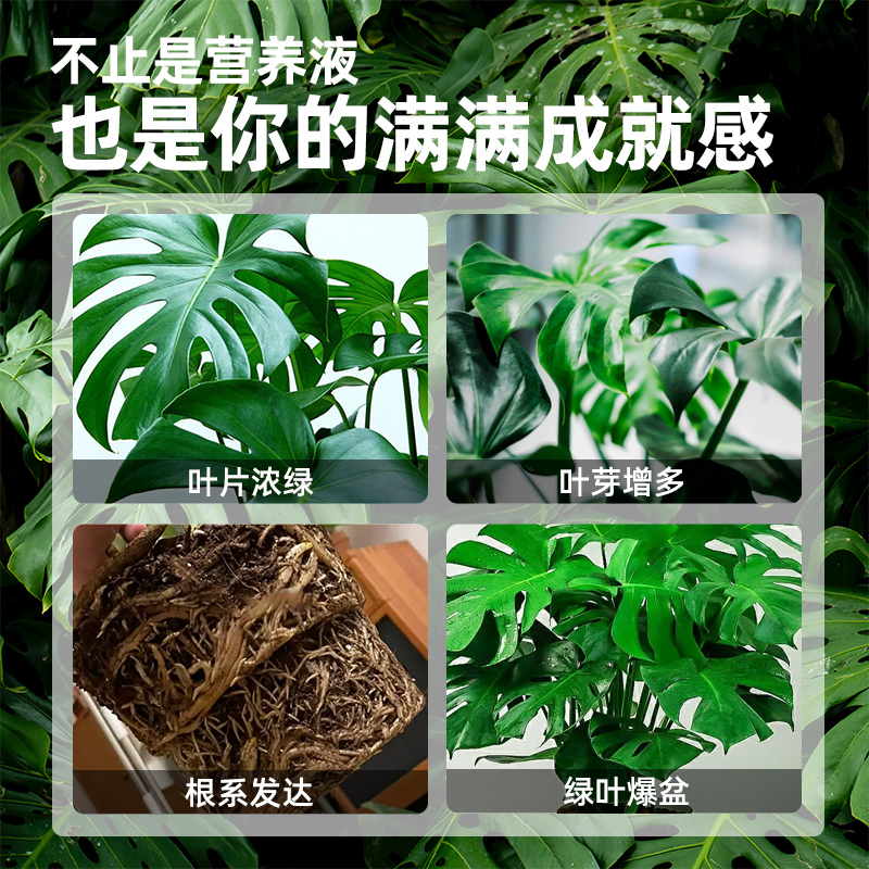 龟背竹专用营养液花肥料家用室内天堂鸟盆栽植物通用型浓缩液体肥 - 图0