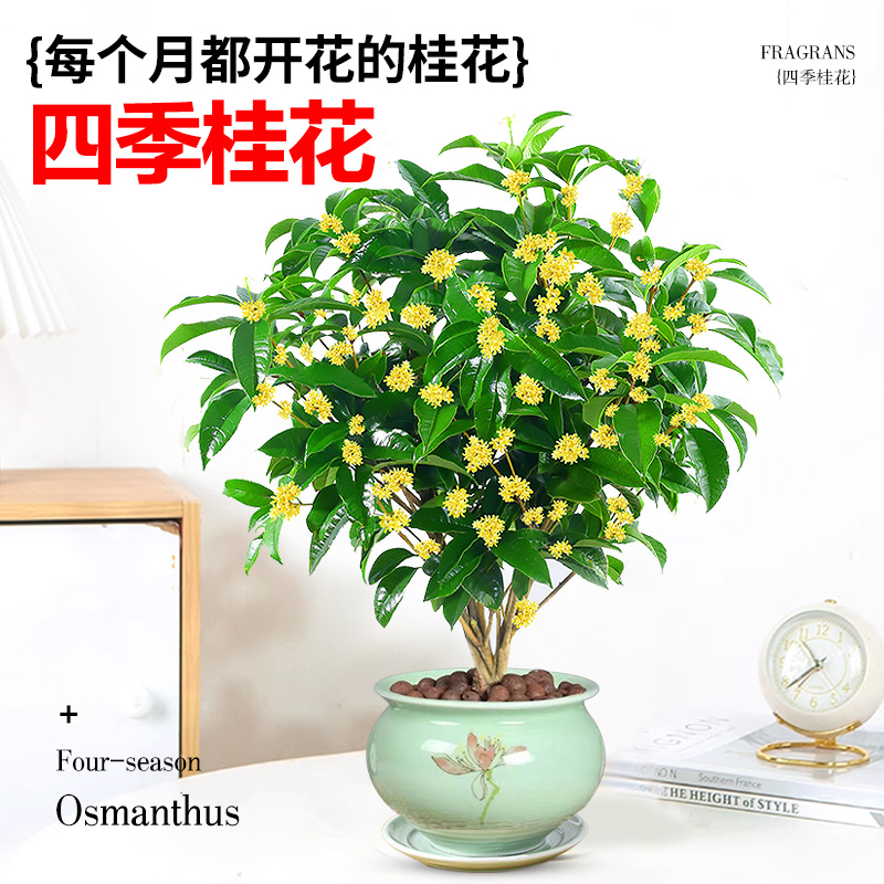 桂花树盆栽树苗四季桂黄金桂特级绿植室内花卉浓香型阳台庭院盆景