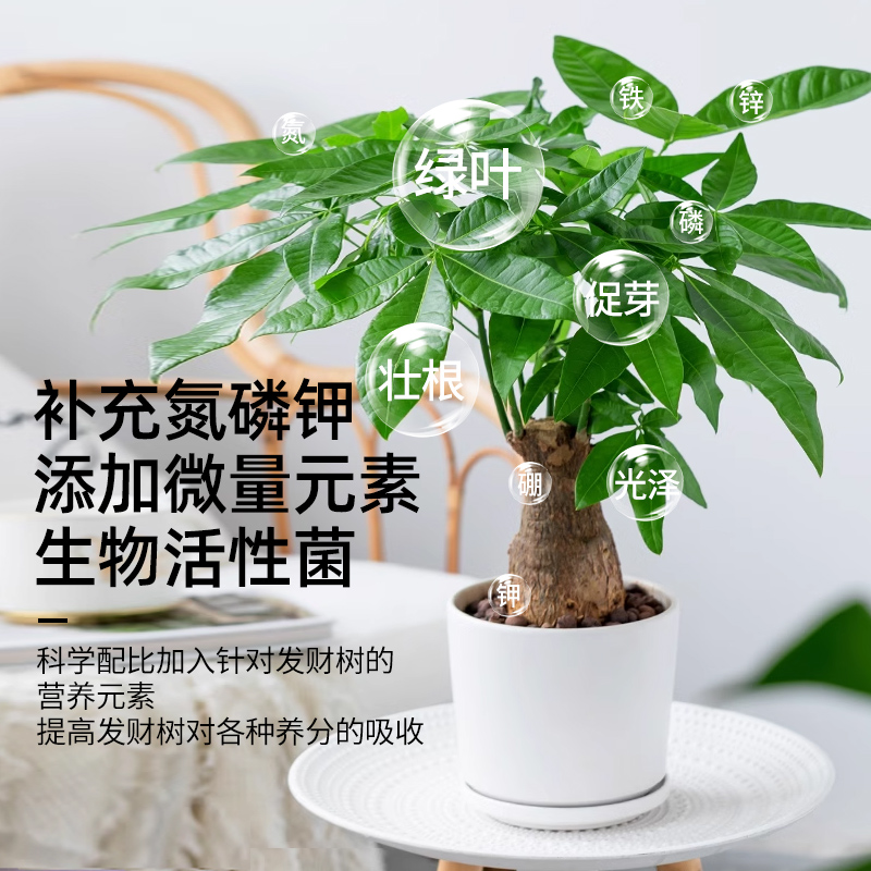 发财树专用营养液黄枯叶烂根肥料专用肥室内盆栽植物营养液通用型