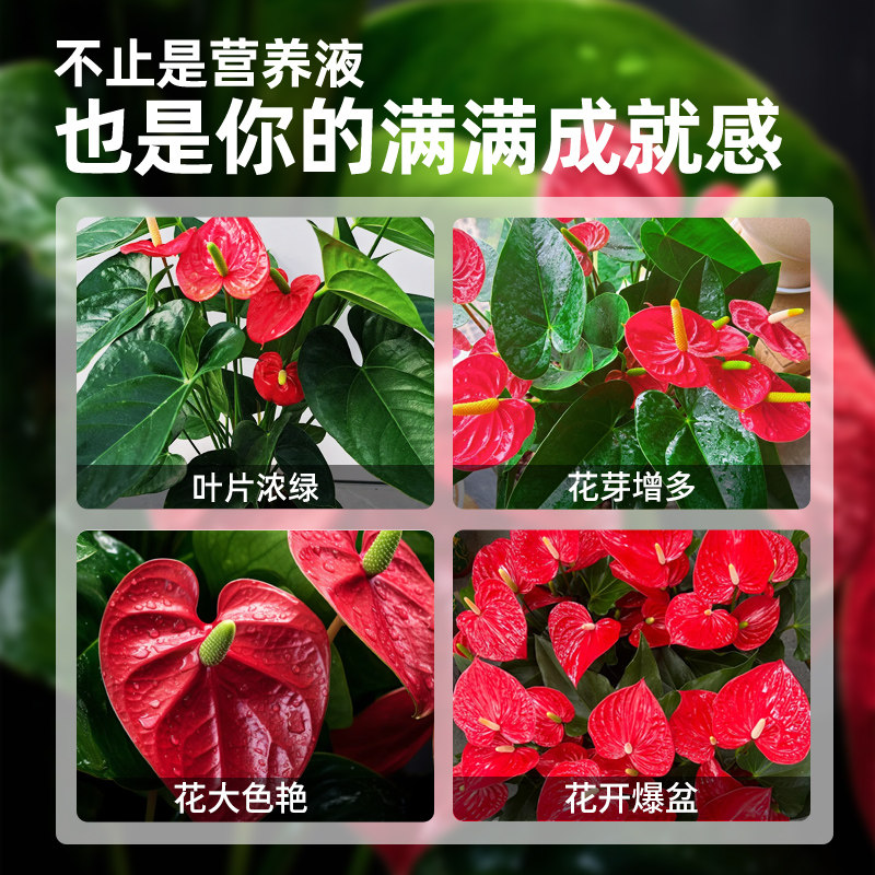 红掌肥料专用肥白掌一帆风顺营养液家庭阳台盆栽植物土水培通用型,淘宝优惠券,粉丝福利购,淘宝优惠卷