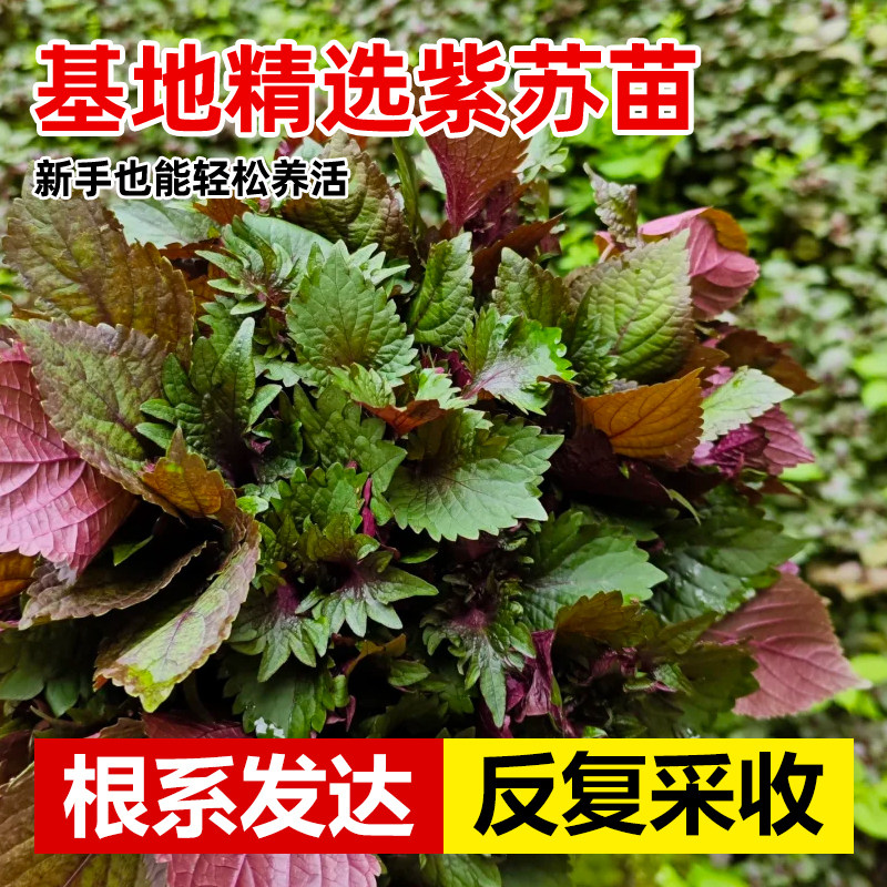 紫苏苗可食用鲜活叶阳台盆栽四季蔬菜秧苗老品种带土发货大叶药用,淘宝优惠券,粉丝福利购,淘宝优惠卷