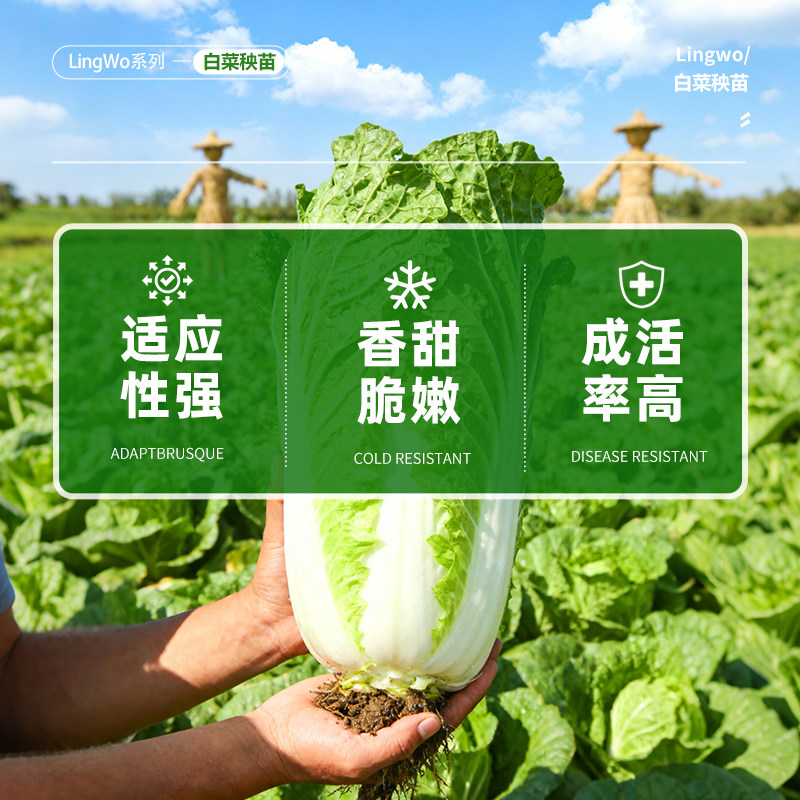 大白菜种苗农家室外天然带土秧苗秋冬季优选种植蔬菜盆栽成活率高,淘宝优惠券,粉丝福利购,淘宝优惠卷