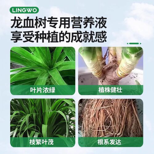 龙血树营养液专用肥水培室内绿植盆栽通用型植物花卉肥料防治黄叶 - 图1