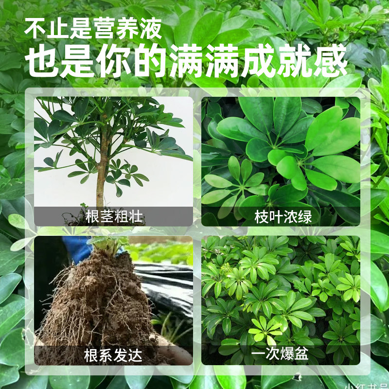 鸭脚木肥料招财树专用营养液鸭掌柴鹅掌木绿植盆栽通用型液体肥,淘宝优惠券,粉丝福利购,淘宝优惠卷