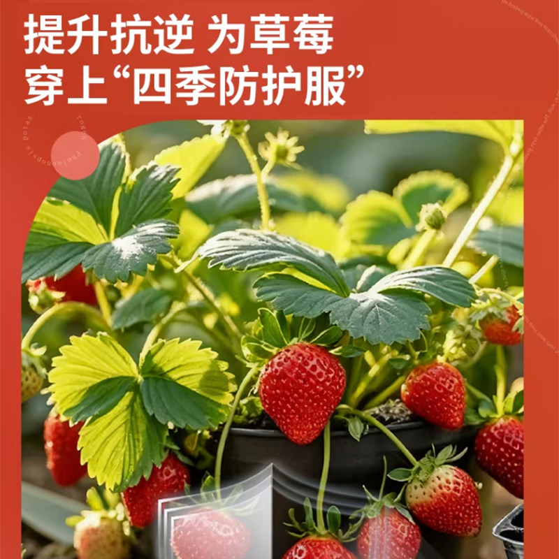 草莓专用肥鱼蛋白水溶肥氨基酸有机肥营养液膨果增甜叶面瓜果肥料,淘宝优惠券,粉丝福利购,淘宝优惠卷