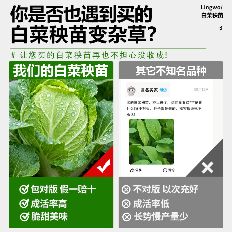 大白菜种苗农家室外天然带土秧苗秋冬季优选种植蔬菜盆栽成活率高,淘宝优惠券,粉丝福利购,淘宝优惠卷