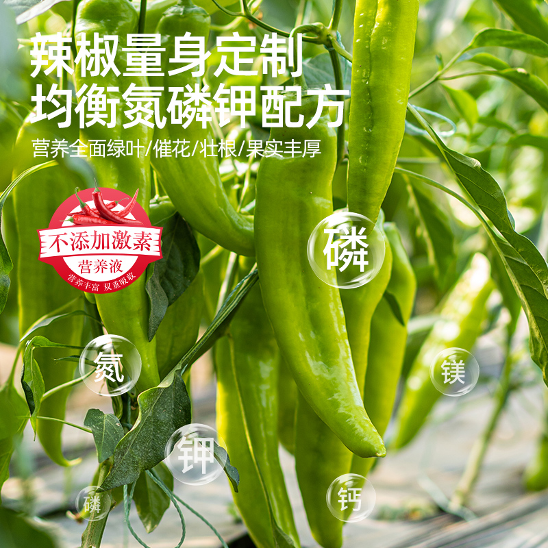 辣椒营养液肥料专用肥阳台盆栽菜椒青椒朝天椒线椒小米辣通用化肥-图1