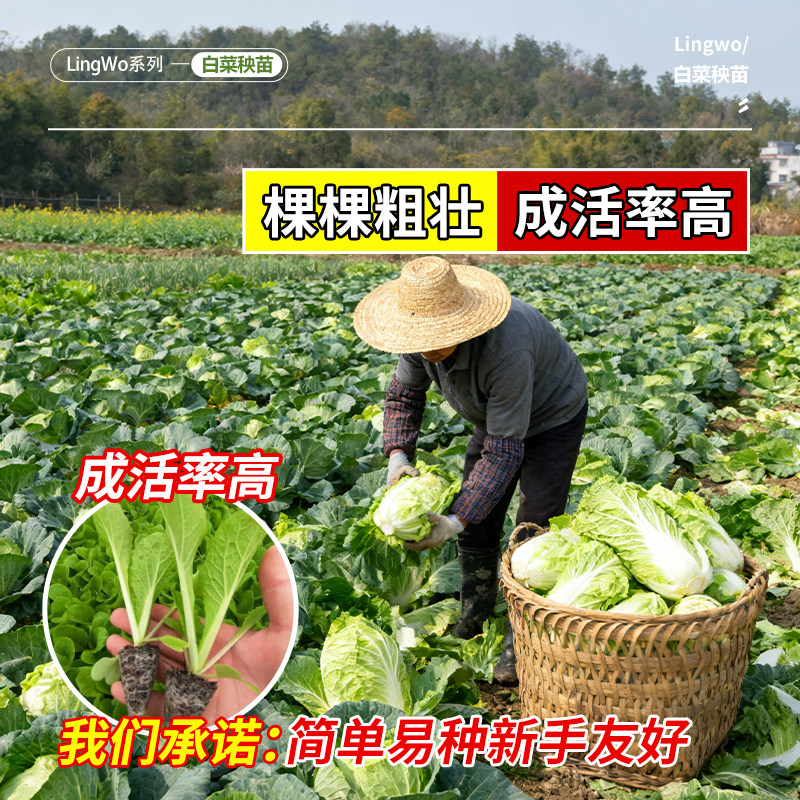 大白菜种苗农家室外天然带土秧苗秋冬季优选种植蔬菜盆栽成活率高,淘宝优惠券,粉丝福利购,淘宝优惠卷