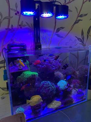 Diy蚂蚁海缸灯全自动日出日落led海水珊瑚灯微缸灯全光谱60方缸 虎窝淘
