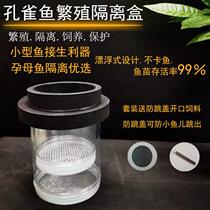 Peacock fish Kimpoko heterotypic fish suspended floating hatchbox isolated box breeding jar mother fish production net