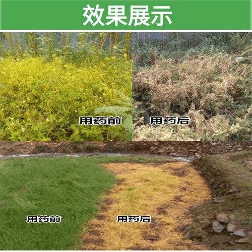 80% 2二甲草甘膦甘草磷草干磷草甘磷荒地除草杂草烂根除草剂正品 - 图1