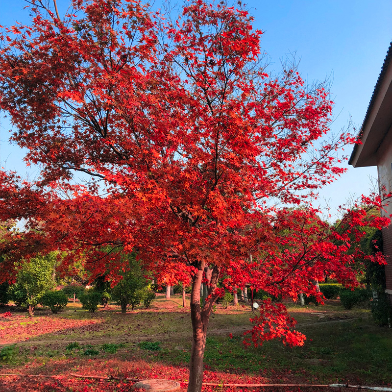 红枫树苗四季中国红庭院美国日本紅舞姬盆景园林绿化植物苗木抗寒 - 图1